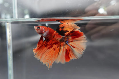 Rare Halfmoon Multicolors Betta Fish (Male)