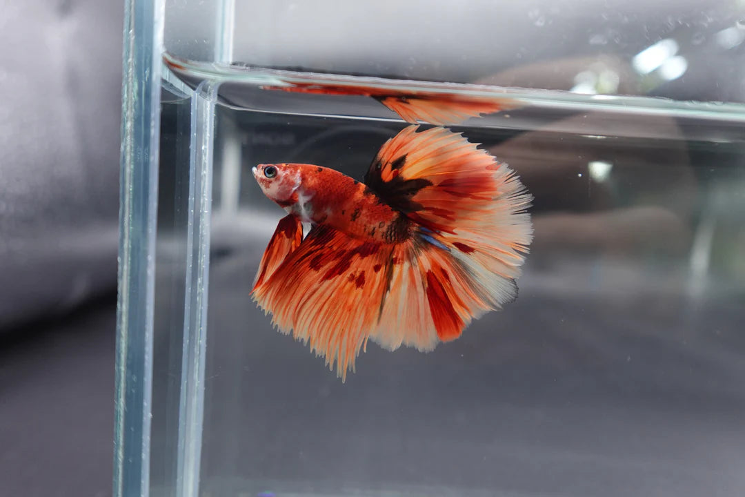 Rare Halfmoon Multicolors Betta Fish (Male)