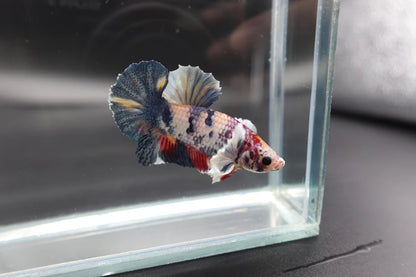 Rare Dumbo Koi Multicolors Betta Fish (Male)