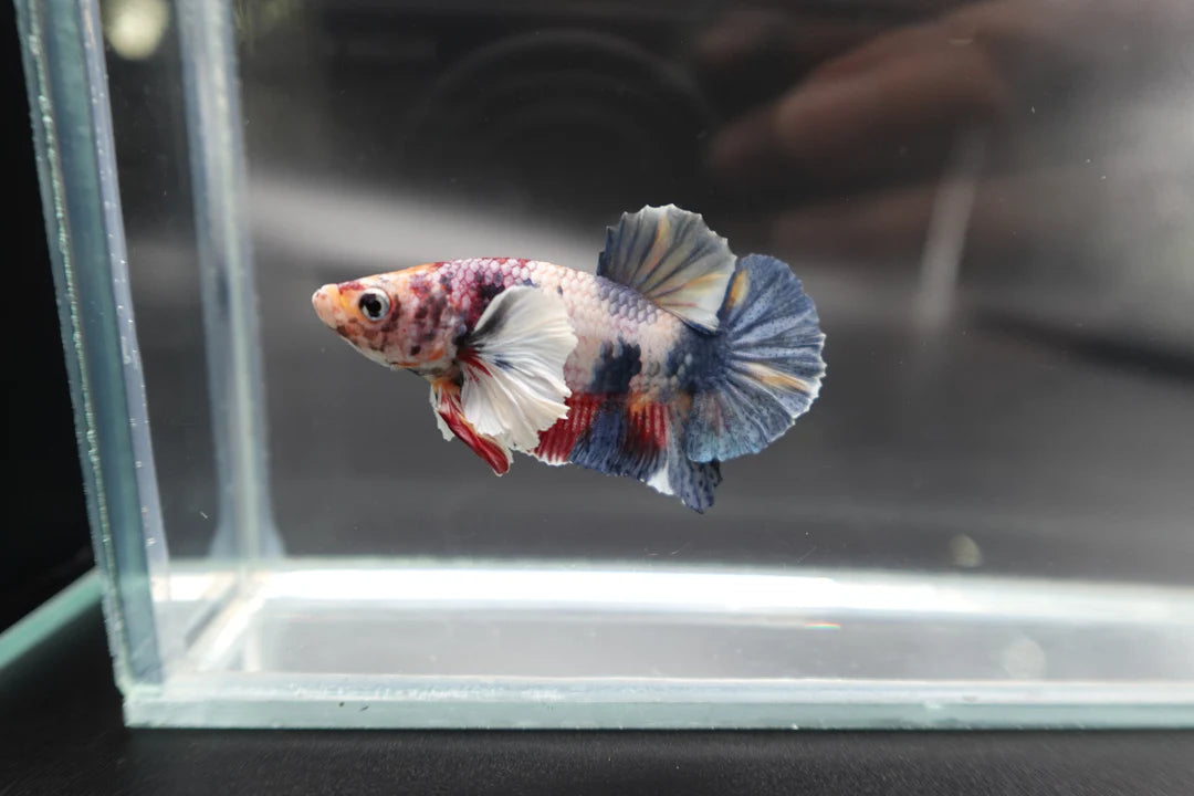 Rare Dumbo Koi Multicolors Betta Fish (Male)