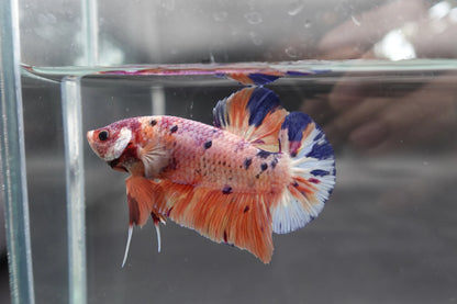 Rare Giant Multicolors Betta Fish (Male)