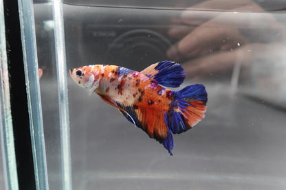 Rare Giant Multicolors Betta Fish (Male)