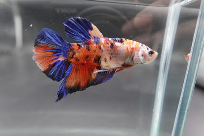Rare Giant Multicolors Betta Fish (Male)