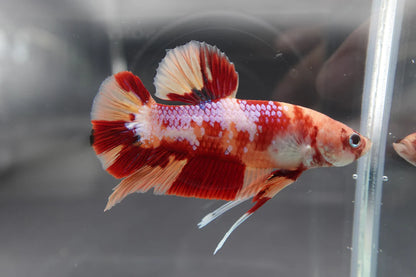 Rare Giant Candy Betta Fish (Male)