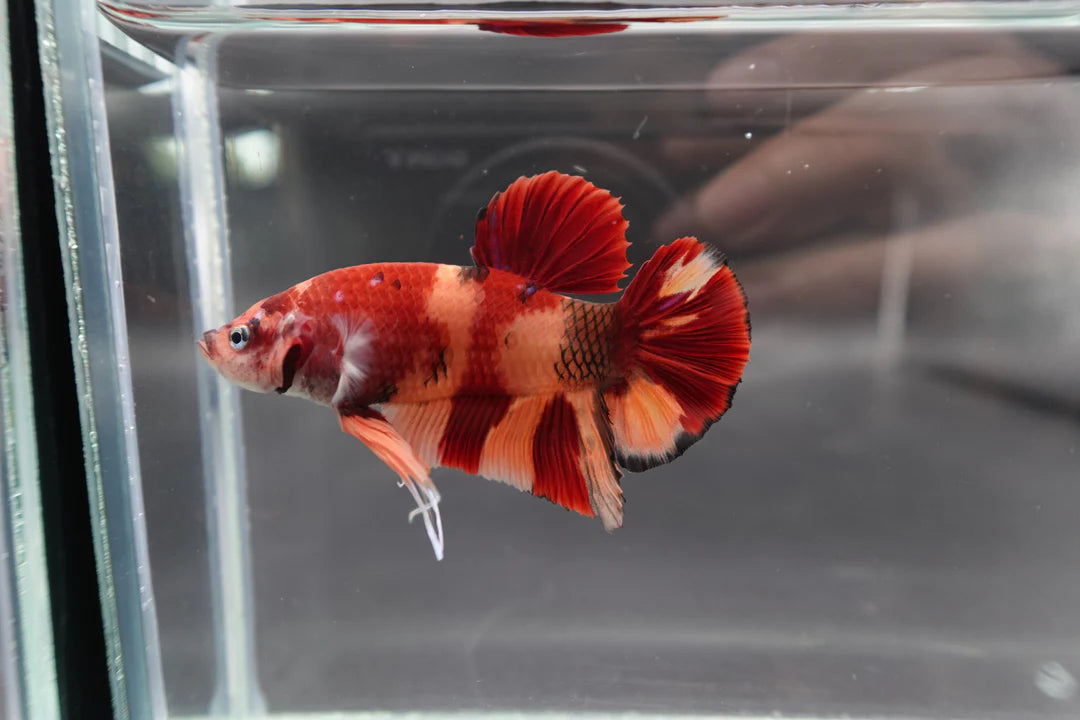 Rare Giant Nemo Betta Fish (Male)