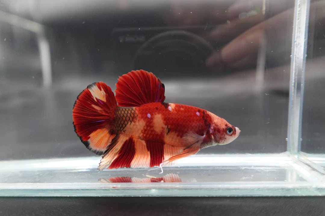 Rare Giant Nemo Betta Fish (Male)