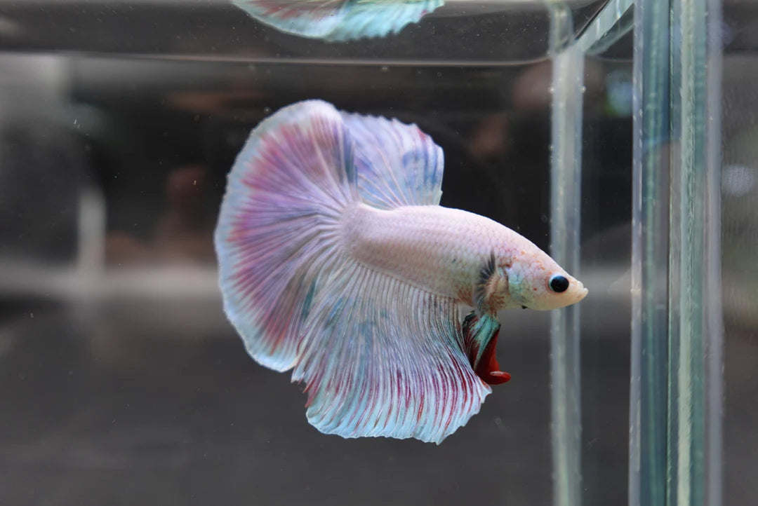 Halfmoon Cotton Candy Betta Fish (Male)