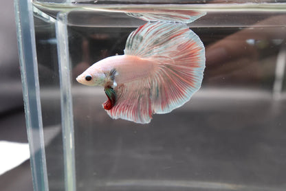 Halfmoon Cotton Candy Betta Fish (Male)