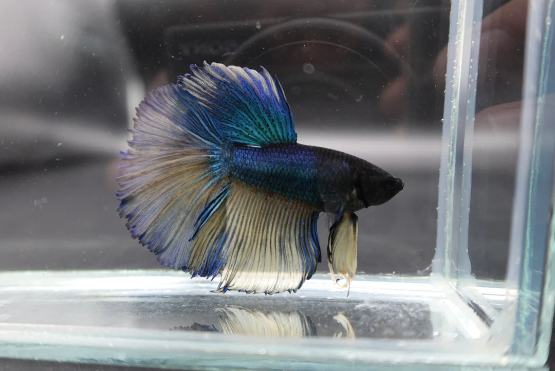 Rare Halfmoon Blue And Yellow Betta Fish (Male)