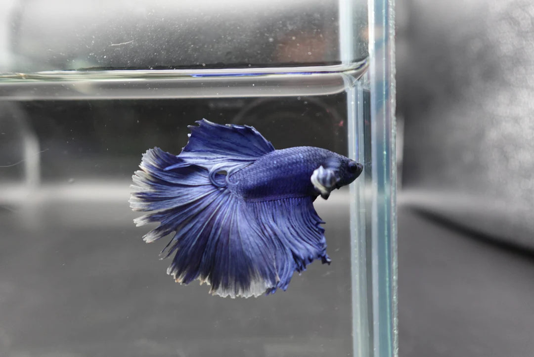 Halfmoon Indigo Blue Betta Fish (Male)
