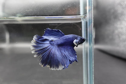 Halfmoon Indigo Blue Betta Fish (Male)