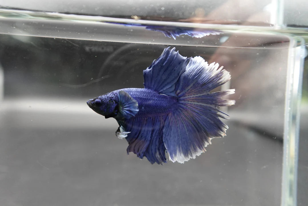 Halfmoon Indigo Blue Betta Fish (Male)