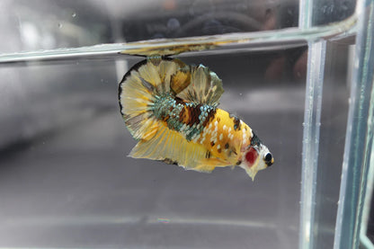 Competition grade - Yellow Copper Betta Fish (MALE)