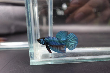 Hybrid Blue Ocean Wild Betta Fish (Male)