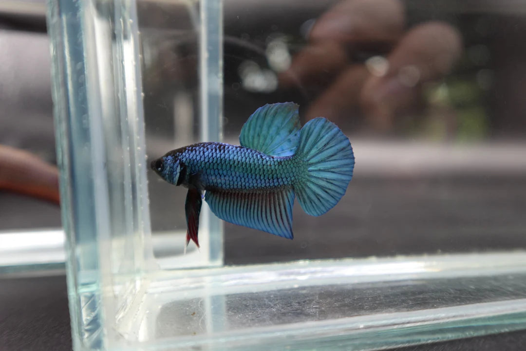 Hybrid Blue Ocean Wild Betta Fish (Male)