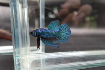 Hybrid Blue Ocean Wild Betta Fish (Male)