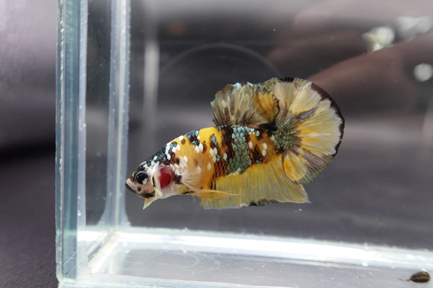 Competition grade - Yellow Copper Betta Fish (MALE)