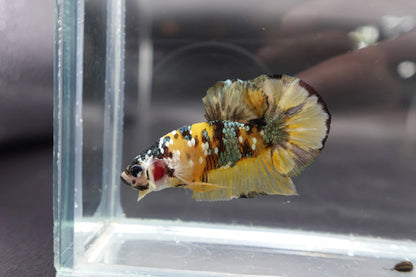 Competition grade - Yellow Copper Betta Fish (MALE)