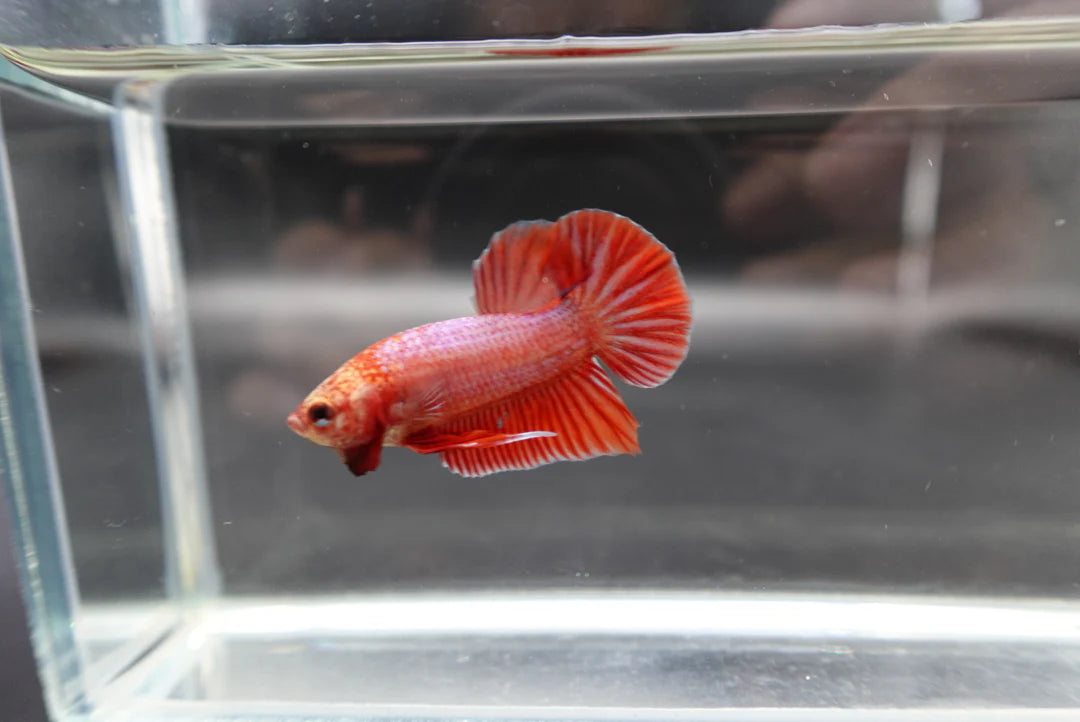Hybrid Rose Pink Wild Betta Fish (Male)