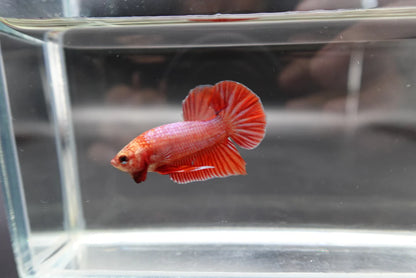 Hybrid Rose Pink Wild Betta Fish (Male)