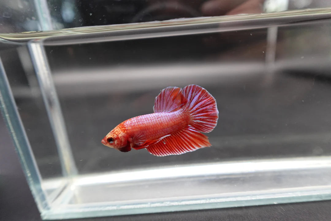 Hybrid Rose Pink Wild Betta Fish (Male)