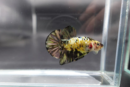 Competition grade - Yellow Copper Tiger Betta Fish (MALE)