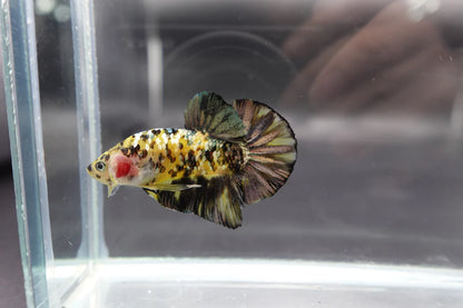 Competition grade - Yellow Copper Tiger Betta Fish (MALE)