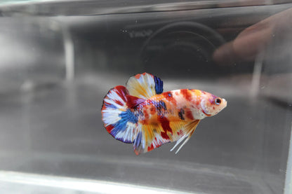 Competition grade - Candy Multicolors Betta Fish (MALE)
