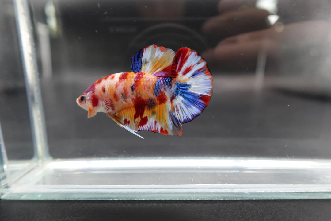 Competition grade - Candy Multicolors Betta Fish (MALE)