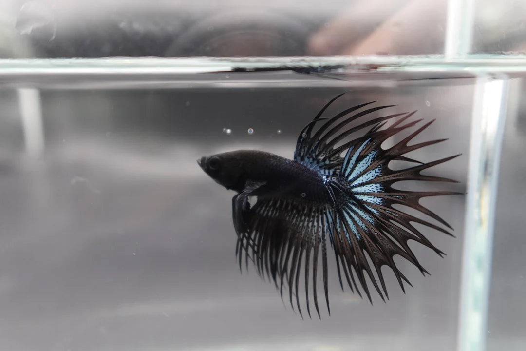 Competition grade - Black Venom Crowntail Betta Fish (MALE)