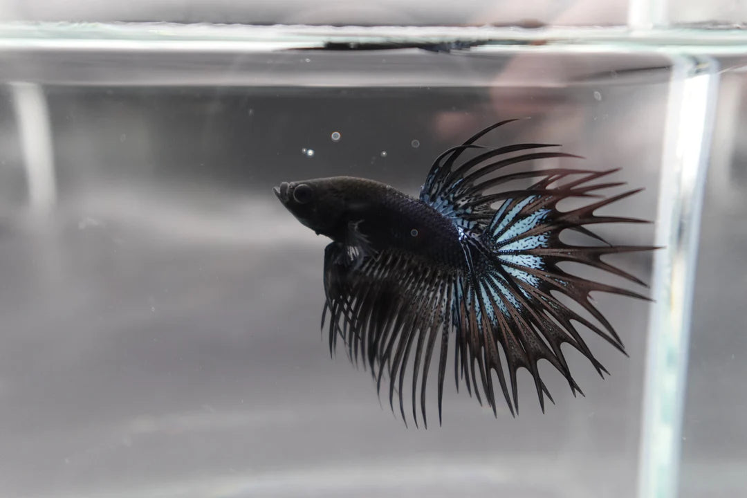 Competition grade - Black Venom Crowntail Betta Fish (MALE)