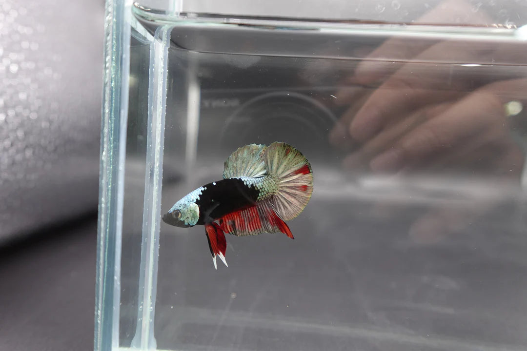 Competition grade - Copper Mask Betta Fish (MALE)