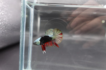 Competition grade - Copper Mask Betta Fish (MALE)