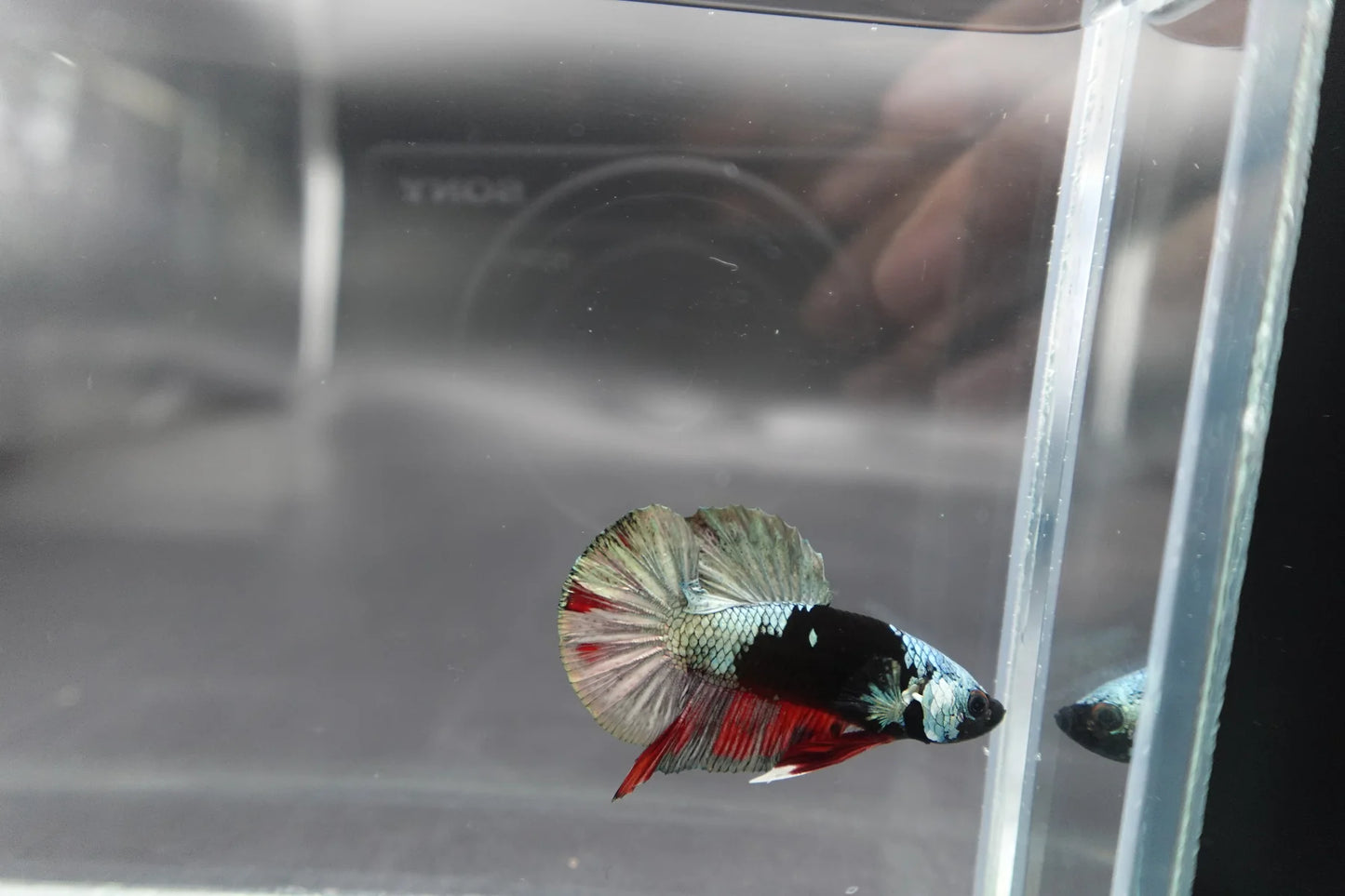 Competition grade - Copper Mask Betta Fish (MALE)
