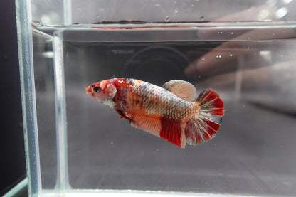Rare Super Giant Red Copper Betta Fish (Female)