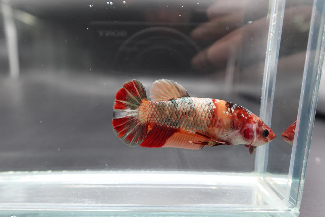 Rare Super Giant Red Copper Betta Fish (Female)