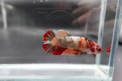Rare Super Giant Red Copper Betta Fish (Female)