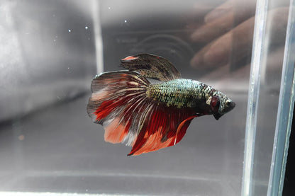 Rare Giant Halfmoon Red Copper Betta Fish (Male)