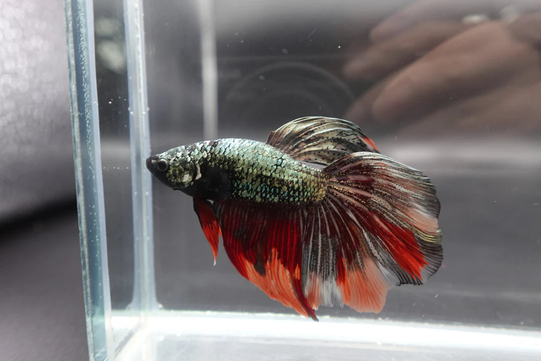 Rare Giant Halfmoon Red Copper Betta Fish (Male)