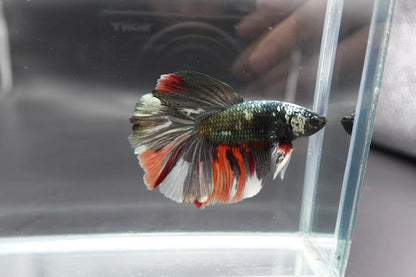 Rare Giant Halfmoon Red Copper Betta Fish (Male)