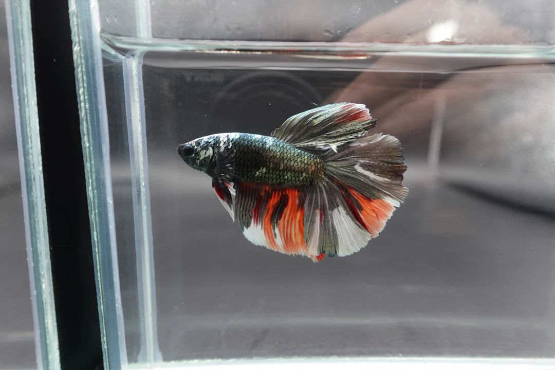 Rare Giant Halfmoon Red Copper Betta Fish (Male)