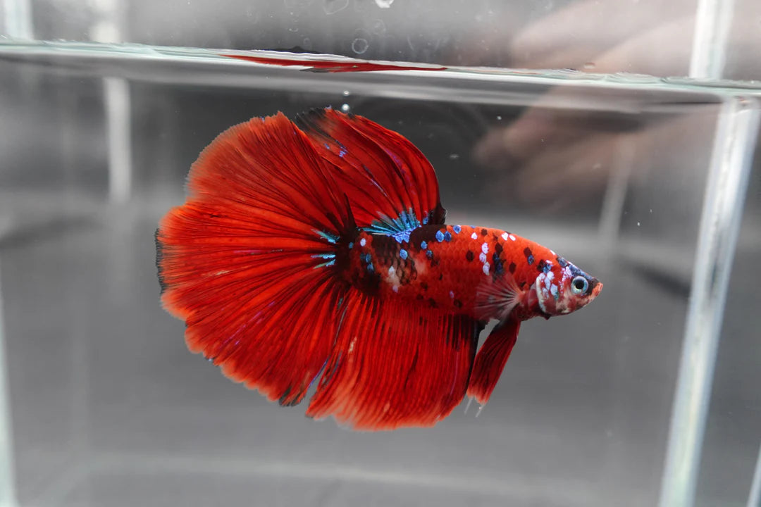 Competition Grade - Giant Halfmoon Red Devil Betta Fish (Male)