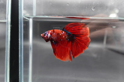 Competition Grade - Giant Halfmoon Red Devil Betta Fish (Male)