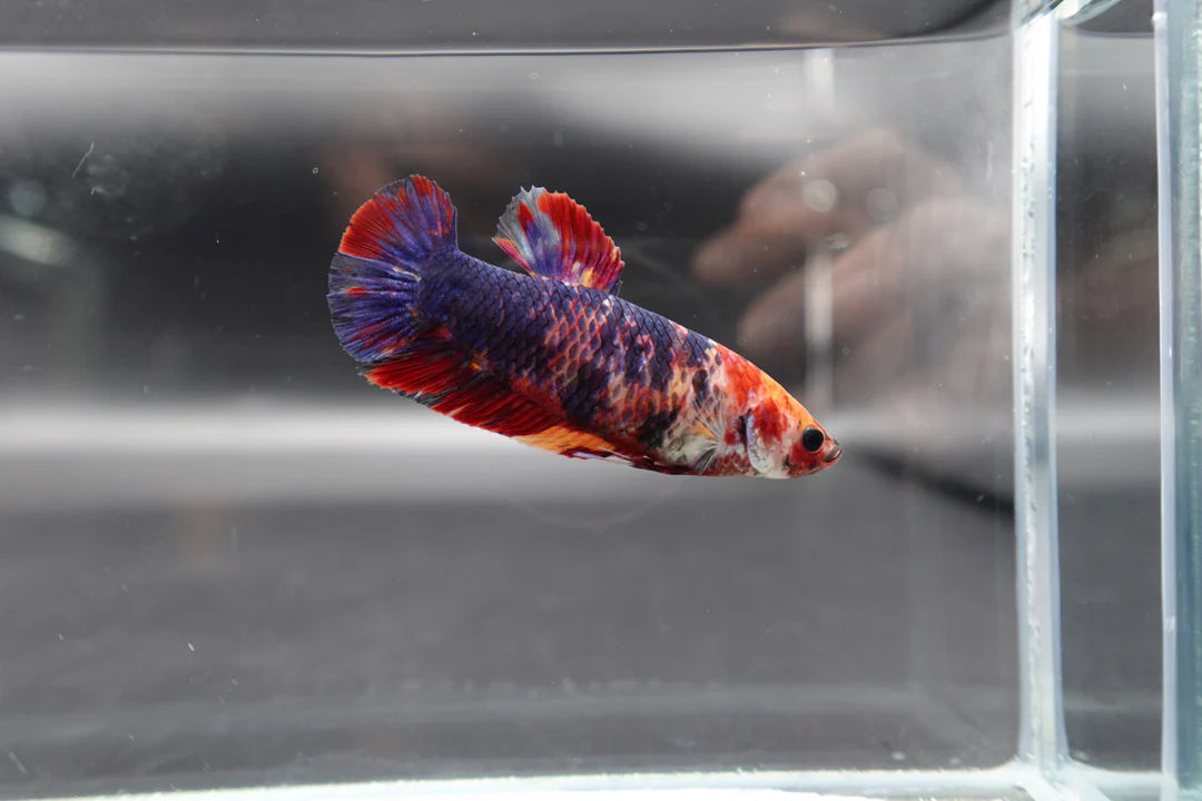 Rare Super Giant Koi Multicolors Betta Fish (Female)