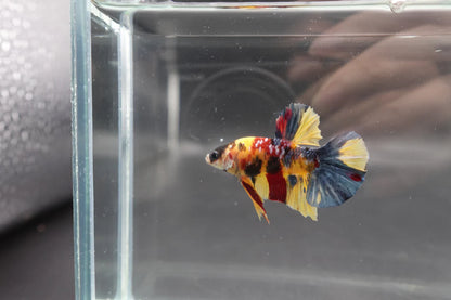 Rare Multicolors Betta Fish (Male)