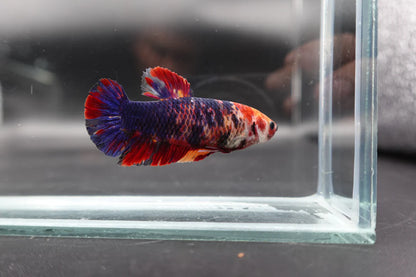 Rare Super Giant Koi Multicolors Betta Fish (Female)