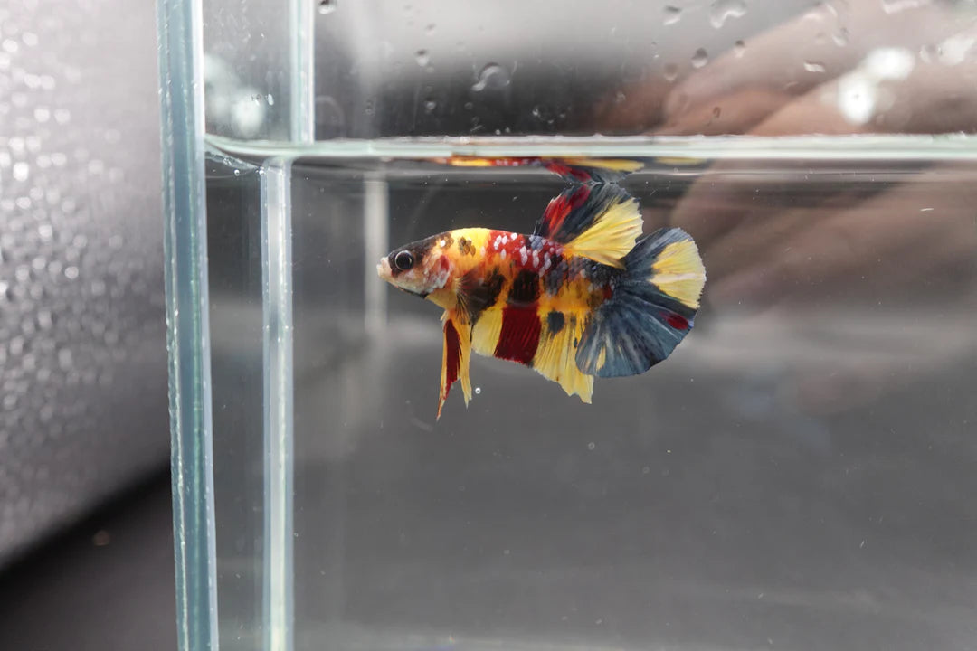 Rare Multicolors Betta Fish (Male)