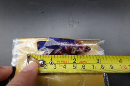 Rare Super Giant Koi Multicolors Betta Fish (Female)