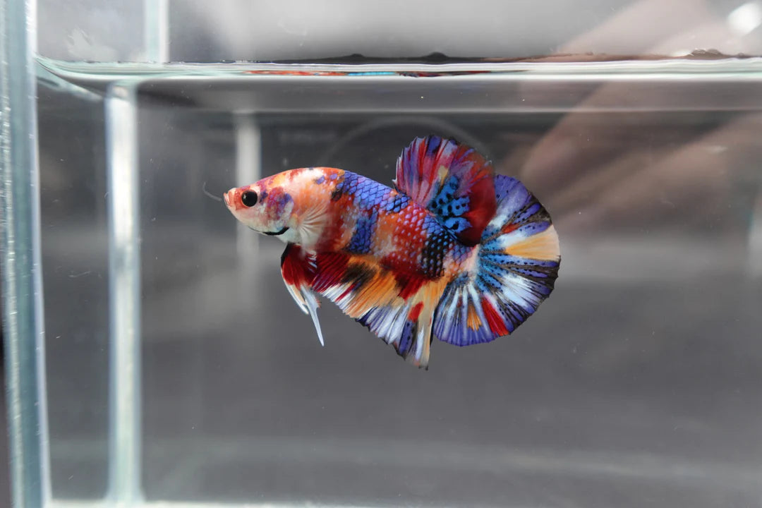 Competition grade - Candy Multicolors Betta Fish (MALE)
