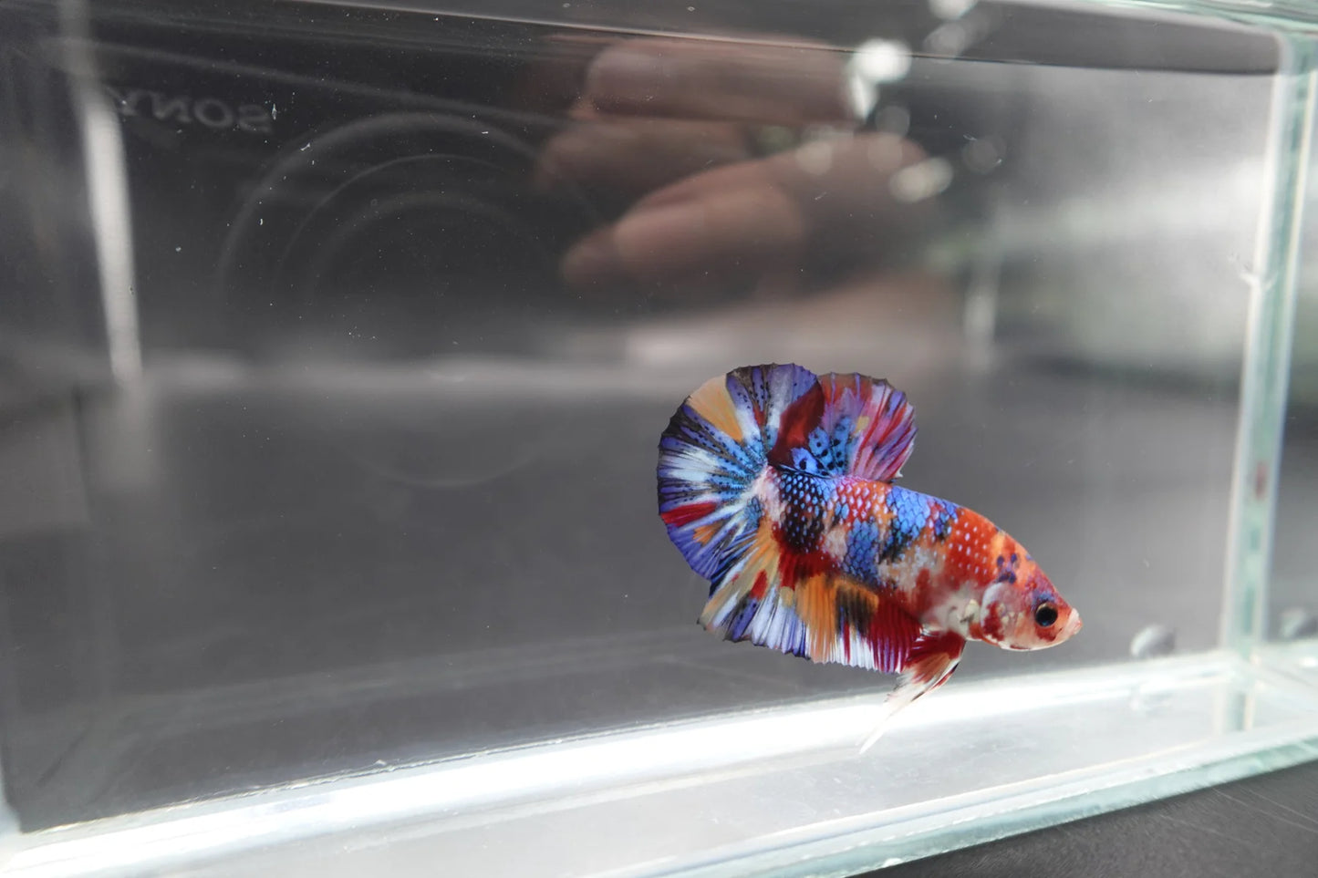 Competition grade - Candy Multicolors Betta Fish (MALE)